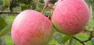 Beschreibung und Eigenschaften der Früchte der Apfelsorte Anlandung, Merkmale des Anbaus und der Pflege
