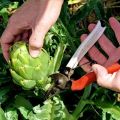 Wie man eine Artischocke auf freiem Feld des Landes aus Samen und häuslicher Pflege züchtet