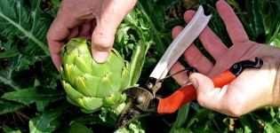 How to grow an artichoke in the open field in the country from seeds, home care