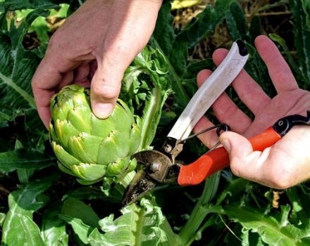 Cách trồng atiso trên bãi đất trống trong nước từ hạt giống, chăm sóc tại nhà