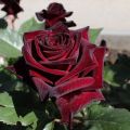 Characteristics and description of the Black Baccarat hybrid rose, planting and care