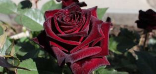 Egenskaber og beskrivelse af Black Baccarat-hybridrosen, plantning og pleje
