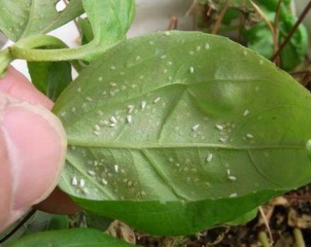 Treatment of a spider mite attack on balsam at home
