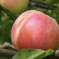 Characteristics and description of the Bolotovskoye apple tree, planting, growing and care