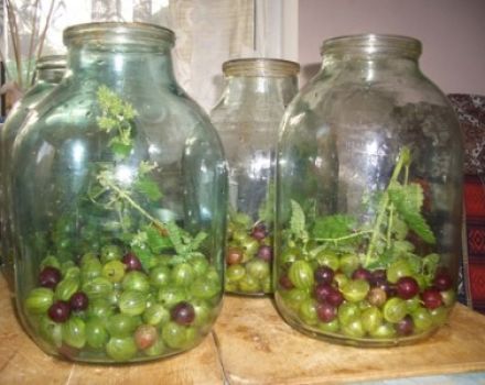 Ricette semplici e originali per fare la composta di ribes rosso e nero con uva spina per l'inverno