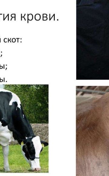 Rules and 3 techniques for taking blood from cattle, preparation and possible mistakes