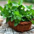 Como cultivar e cuidar adequadamente da hortelã em uma estufa