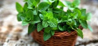 Como cultivar e cuidar adequadamente da hortelã em uma estufa