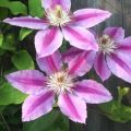 Description and characteristics of clematis varieties Nelly Moser, planting and care