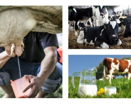 How much milk does a cow give on average per day and the number of days per year