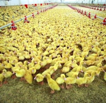 Das Züchten von Enten als Unternehmen ist rentabel oder nicht, die Rentabilität der Aufzucht