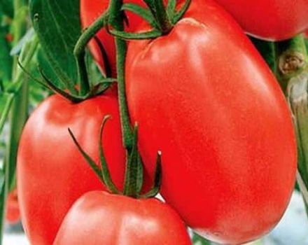 מאפיינים ותיאור של זן העגבניות אדום Dusya