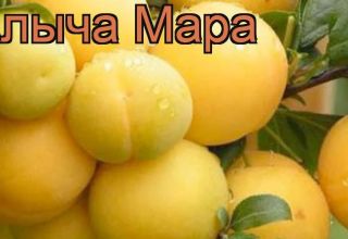 Περιγραφή της ποικιλίας κεράσι Mara, επικονιαστές, φύτευση και φροντίδα, συγκομιδή και αποθήκευση καλλιεργειών
