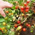 Beskrivelse av tomatsorten Prince Borghese, trekk ved dyrking og utbytte