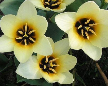 Botaninių tulpių veislių, sodinimo ir priežiūros ypatybių aprašymas