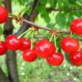Карактеристике и опис раног сорта трешње, шпанкер и опрашивача