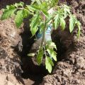 Qual composição do solo escolher para mudas de tomate