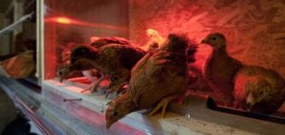 Продължителност на дневните часове за кокошки носачки през зимата, правила и режим на осветление