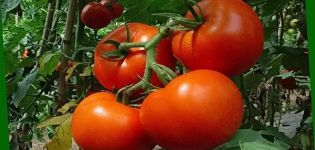 Описание и особености на отглеждащи сортове домат Персей