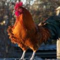 Czy kura bez koguta może znosić jaja, czy potrzebuje ptaka do produkcji jaj?