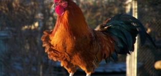 Да ли кокош без пијетао може да положи јаја, да ли јој треба птица за производњу јаја?