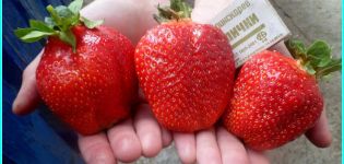 Описание и характеристики на сорта ягоди Азия, добив и отглеждане