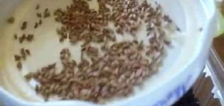 Kaip ir kada teisinga sėti petražoles prieš žiemą ir ar tai įmanoma