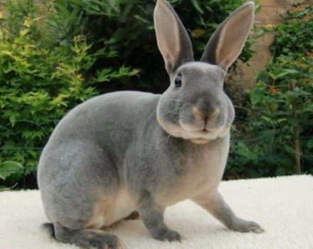 Beschreibung und Eigenschaften von Rex-Kaninchen, Wartungsregeln