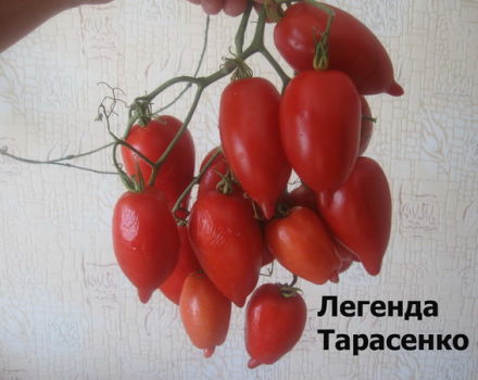 Charakteristika a popis odrůdy rajčat Legenda Tarasenko (multiflora), její výnos