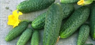 Descrição da variedade de pepinos Shchedryk, seu cultivo