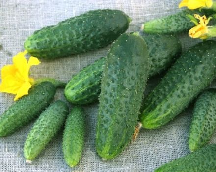 Descrição da variedade de pepinos Shchedryk, seu cultivo