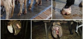 Nombres y causas de enfermedades de las pezuñas en vacas, síntomas y tratamientos.