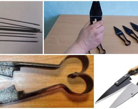 Jak a co naostřit nůžky na ovce doma, 5 nejlepších způsobů