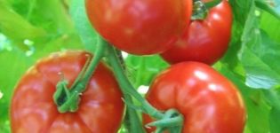 Características e descrição da variedade de tomate Khlynovsky