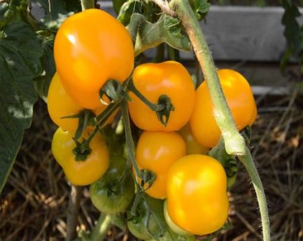 Descrição da variedade de tomate Amber Heart e suas características