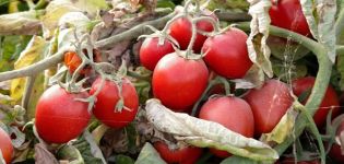 Descrição da variedade de tomate Donna Anna e suas características