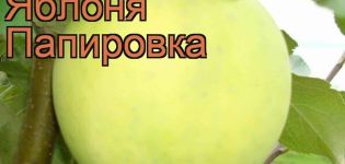 Description and characteristics of apple varieties Papirovka, advantages and disadvantages, cultivation
