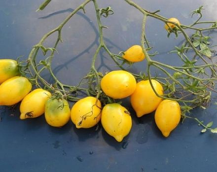 Pomidorų veislės „Citrus Garden“ aprašymas ir jo savybės