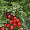 Die besten niedrig wachsenden Sorten von Kirschtomaten für offenes Gelände