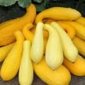 Beschreibung der besten Sorten gelber Zucchini zum Verzehr und Anbau