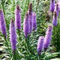 Plantar, cultivar e cuidar de Liatris em campo aberto