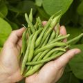 O que pode ser plantado depois do feijão no próximo ano