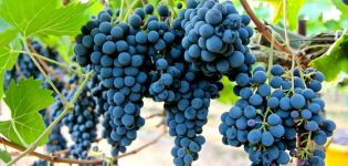 Mô tả và đặc điểm của giống nho Sangiovese, cách trồng và chăm sóc