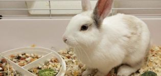 Was Getreide Kaninchen geben kann und was nicht, welche Vor- und Nachteile verschiedene Arten haben