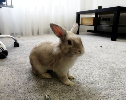 Lohnt es sich, ein Kaninchen in eine Wohnung zu bringen, die Vor- und Nachteile der Haltung