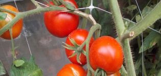 Характеристики и описание на сорта домат Dvortsovy, добив