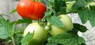 Χαρακτηριστικά και περιγραφή της ποικιλίας ντομάτας Mashenka, απόδοση