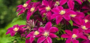 Beschreibung der besten Sorten von Clematis 3-Schnittgruppen und der Regeln für deren Anbau