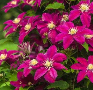 Descrições das melhores variedades de grupos de poda de clematis 3 e as regras para o seu cultivo