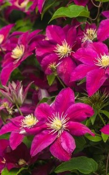 Descrições das melhores variedades de grupos de poda de clematis 3 e as regras para o seu cultivo